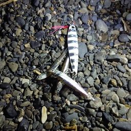 カタクチイワシ