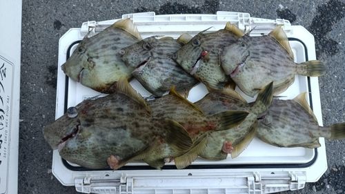 カワハギの釣果