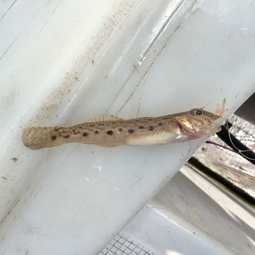 サビハゼの釣果