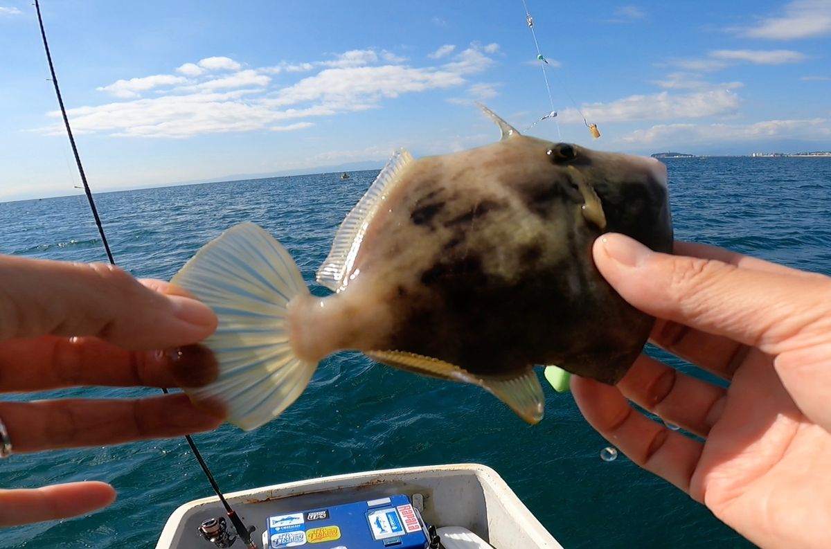 電脳ぱんださんの釣果 1枚目の画像