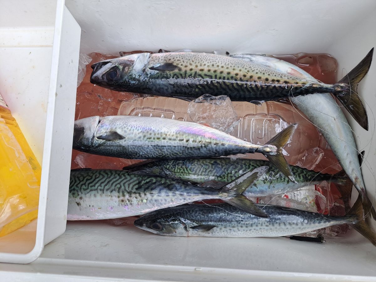 よひーさんの釣果 3枚目の画像