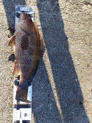 内浦湾（沼津）