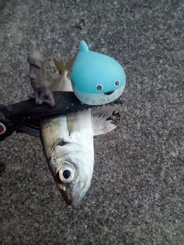 マアジの釣果