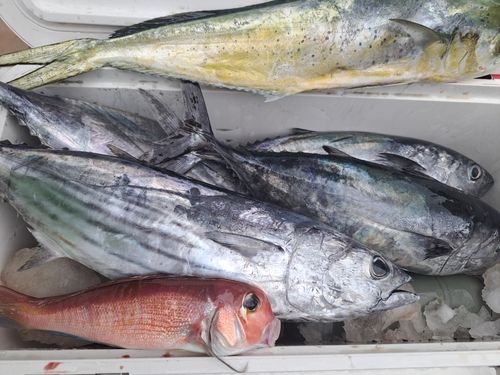 カツオの釣果
