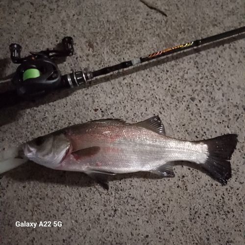 ヒラスズキの釣果