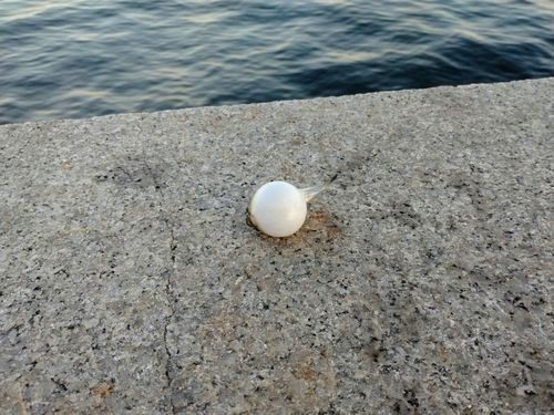 クサフグの釣果