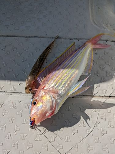 イトヨリダイの釣果