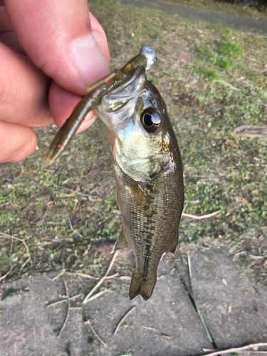 ラージマウスバスの釣果