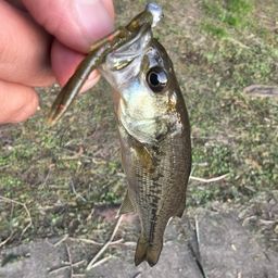 ラージマウスバス