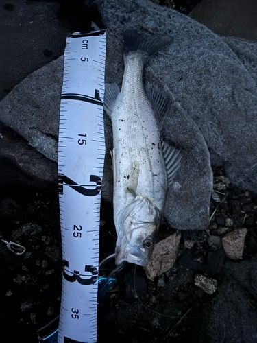 シーバスの釣果