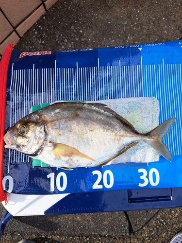 カイワリの釣果