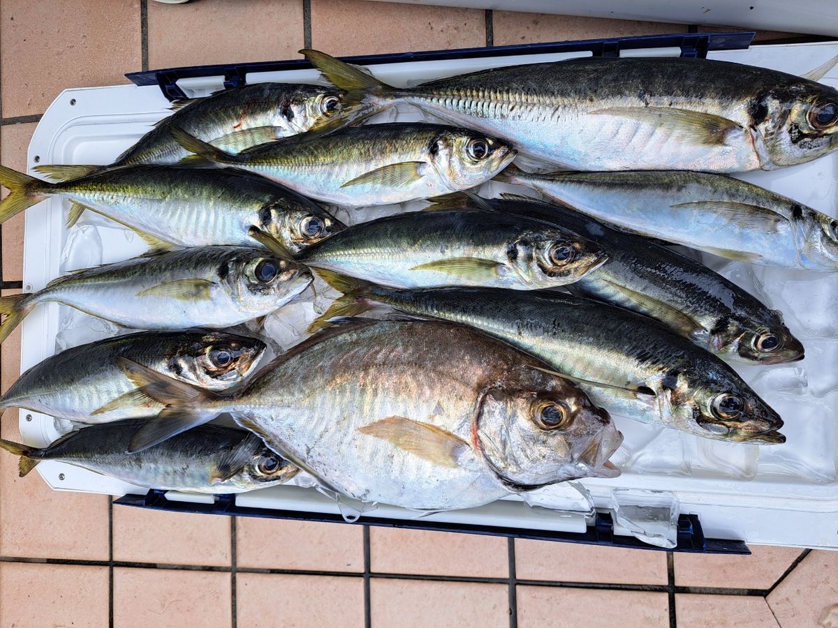 よひーさんの釣果 2枚目の画像