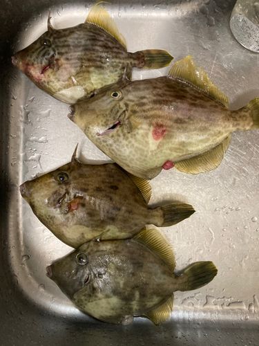 カワハギの釣果