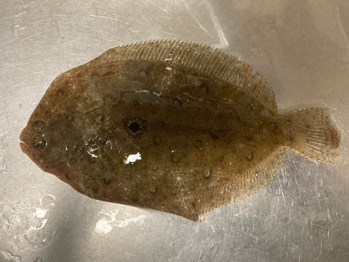 プチマロンさんの釣果 1枚目の画像