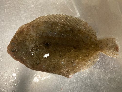 イシガレイの釣果