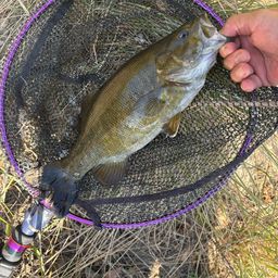 スモールマウスバス