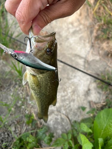 ブラックバスの釣果