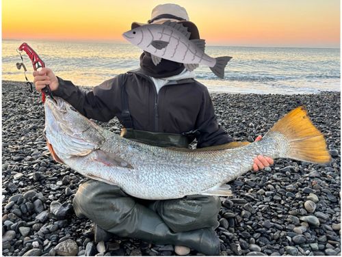 オオニベの釣果