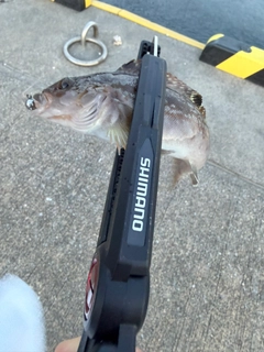 アイナメの釣果