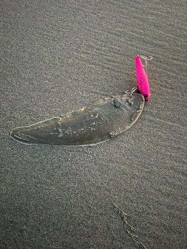 シタビラメの釣果