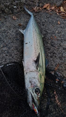 サワラの釣果