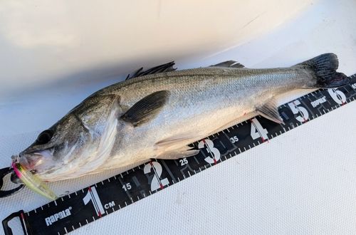 シーバスの釣果
