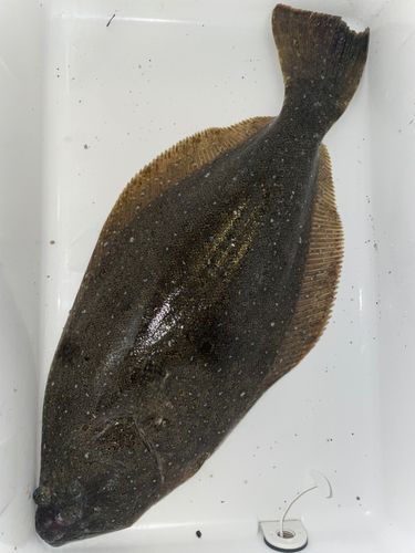 ヒラメの釣果