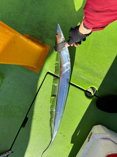 タチウオの釣果