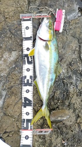 ヒラマサの釣果