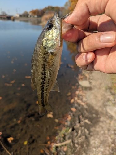 ラージマウスバスの釣果