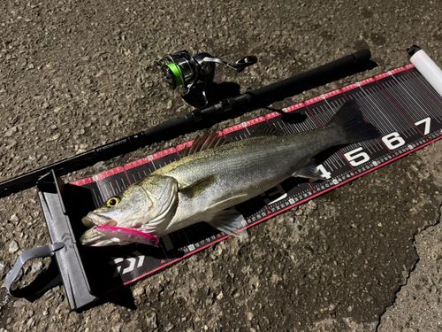 シーバスの釣果