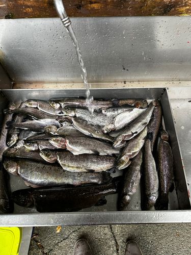 ニジマスの釣果