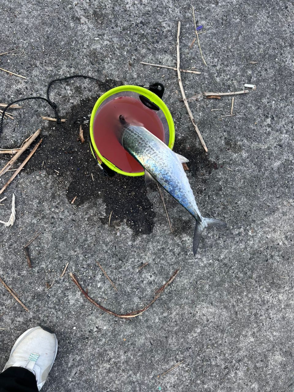 ぴぴっぴぴさんの釣果 1枚目の画像