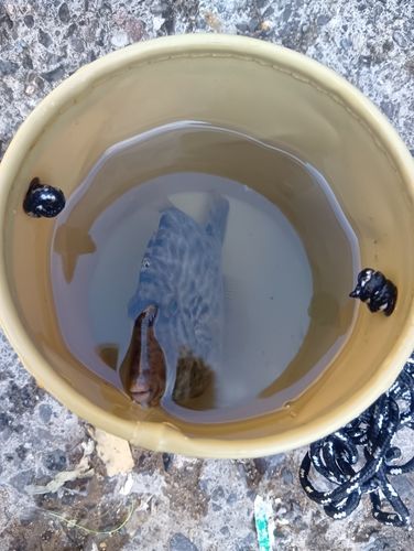 カワハギの釣果