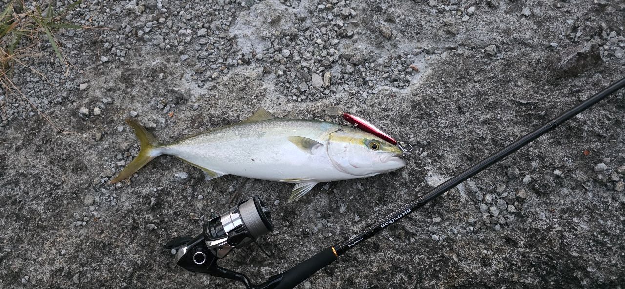 ZX-6Rの橋柿 さんの 2025年11月16日のヤズの釣り・釣果情報(熊本県