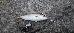 ヤズの釣果