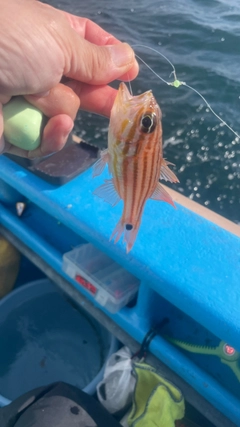 ヨコスジイシモチの釣果