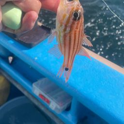 ヨコスジイシモチ