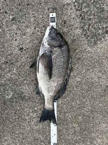 クロダイの釣果