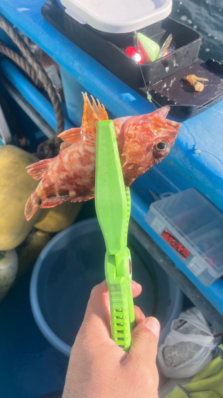 たきれん＠ＴＴ６さんの釣果 2枚目の画像