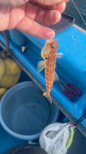 アカエソの釣果