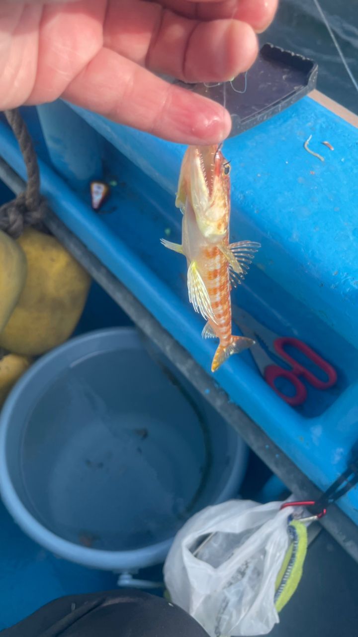 たきれん＠ＴＴ６さんの釣果 2枚目の画像