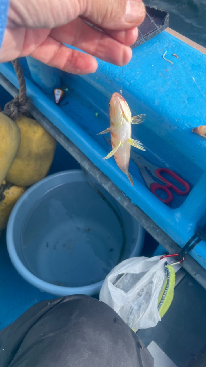 たきれん＠ＴＴ６さんの釣果 3枚目の画像