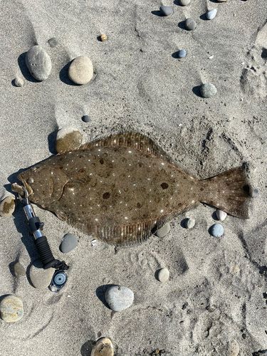 ヒラメの釣果