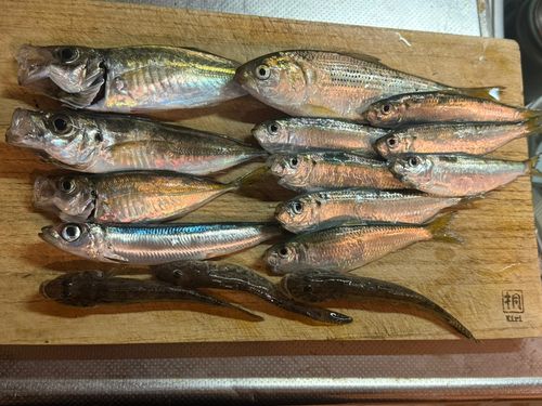 アジの釣果