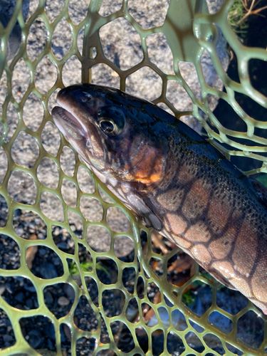 ニジマスの釣果