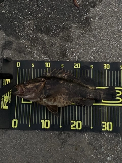 ベッコウゾイの釣果