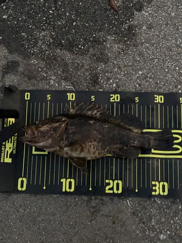 相馬港釣り桟橋