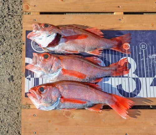 アカムツの釣果