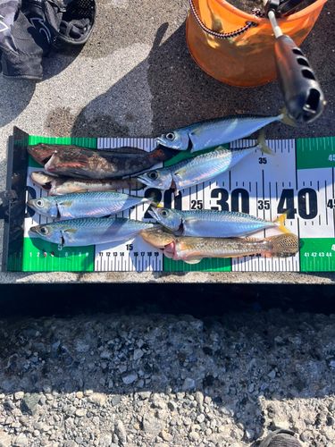 アイナメの釣果